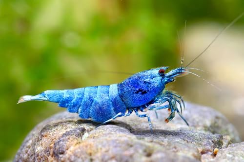 SF Aquatic™ 10 Blue Bolts Shrimps Caridina Taiwanese Bee Live Freshwater Shrimps for Aquarium. Juveniles Size 1/2-1 inch. Live Arrival Guarantee.