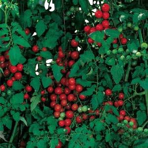 Tomate -Sweetie- 10 Samen