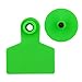 Livestock Identification Blank Ear Tags for Goats Sheep Cattle Cows Pigs 100 Packs TPU Precision Ear Tags (pig, green)