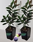 Mission Olive Tree Live Plant Cold Hardy Fruiting Olive Tree " 8" to 12" Tall Starter Plant Ships Potted (2 Pack Starter)
