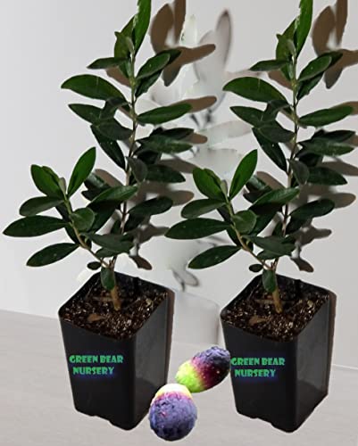 Mission Olive Tree Live Plant Cold Hardy Fruiting Olive Tree ' 8' to 12' Tall Starter Plant Ships...