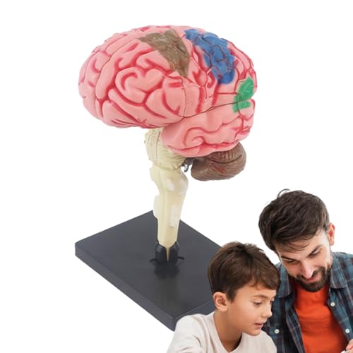 Modello di cervello umano - Cervello con arteria codificata a colori, modello di cervello leggero | Cervello con arteria codificata a colori, modello anatomico didattico fai da te, REPLIICA cerebra Modello di cervello umano - Cervello con arteria codificata a colori, modello di cervello leggero | Cervello con arteria codificata a colori, modello anatomico didattico fai da te, REPLIICA cerebra