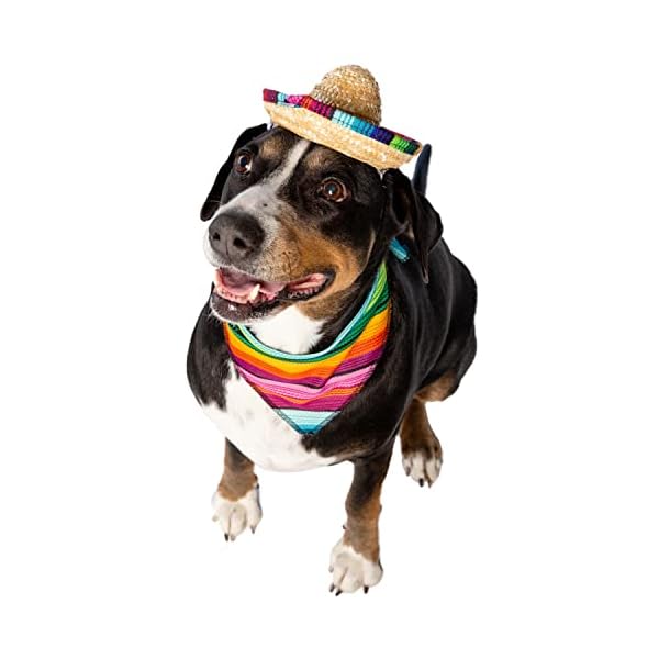 Cinco de mayo dog outfit - 2 piece set - mexican sombrero hat and collar - dog sombrero hat - dog bandana - mexican dog collar - pet costume for smaller dogs - cat costume - mexico fiesta by pet krewe - image 4
