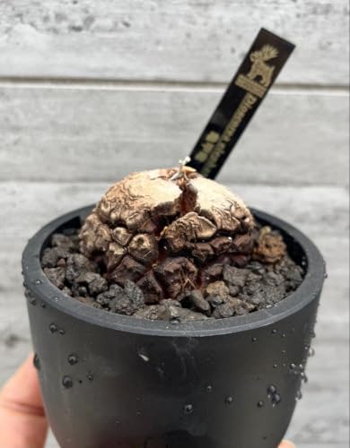 観葉植物 アフリカ亀甲竜」の人気商品一覧・価格比較 - 価格.com