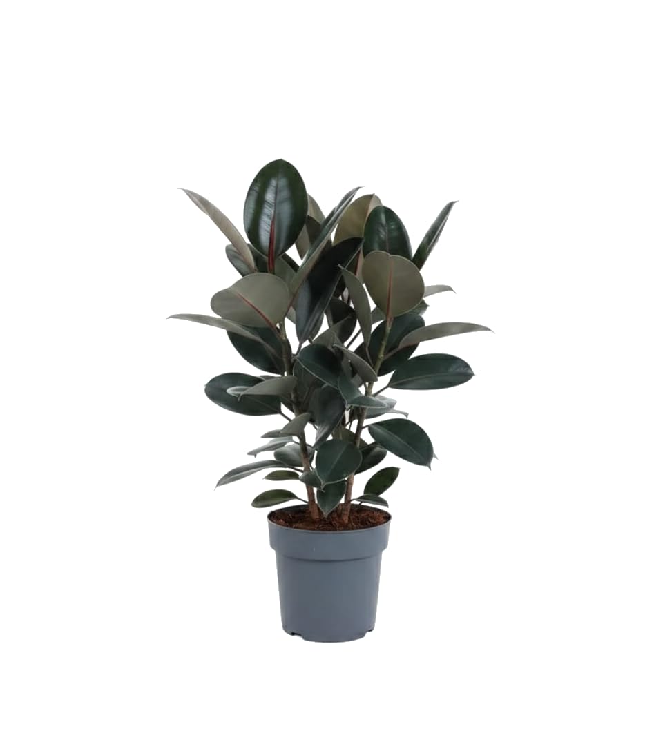 Planta Viva Ficus Elastica Abidjan Árbol del Caucho Abidjan DECOALIVE Maceta 17 cm Altura 55 cm para Espacios Interiores