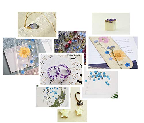 50pcs flores secas prensadas para manualidades variadas miniatura 5