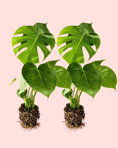 Monstera Deliciosa - 2 Uds | Plantas Naturales de Interior | Pur Plant