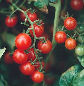Tomato Currant Red 1,000 Seeds