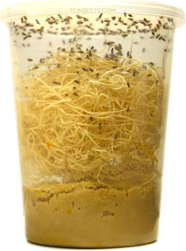 Freshly Started Flightless Golden Hydei Fruit Fly Culture