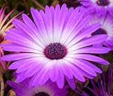 Ice PIant Purple Stardust Delosperma Floribunda rs2a1c (200 ct)