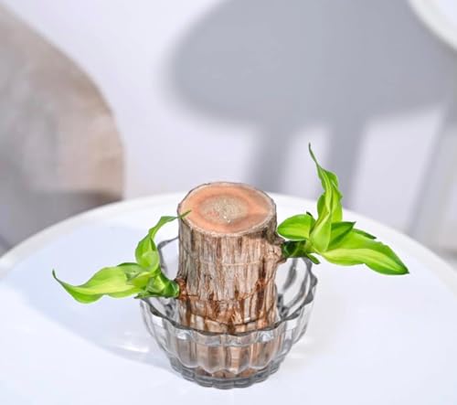 Image of Glass pots vases for Live Indoor Plants or Artificial Plants and Flowers - Transperant Clear Glass Bowl Round or Square Shape Pot Planter vase (Lotus Pot, 1)