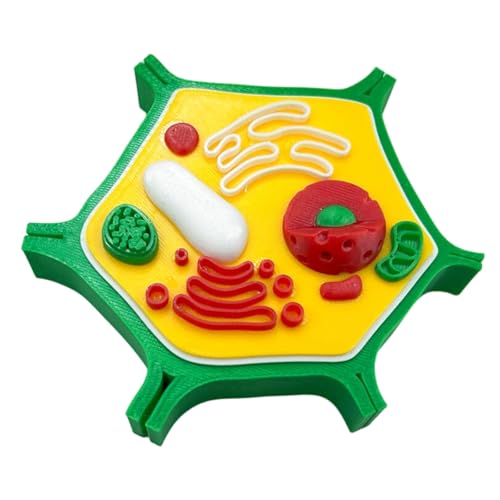 Modèle anatomique de cellule animale pour simplifier la biologie - 3