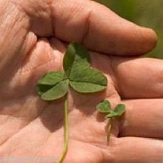 1kg Micro Clover Seed Low Maintenance Drought Resistant NO Grass 1Kg by Pretty Wild Seeds