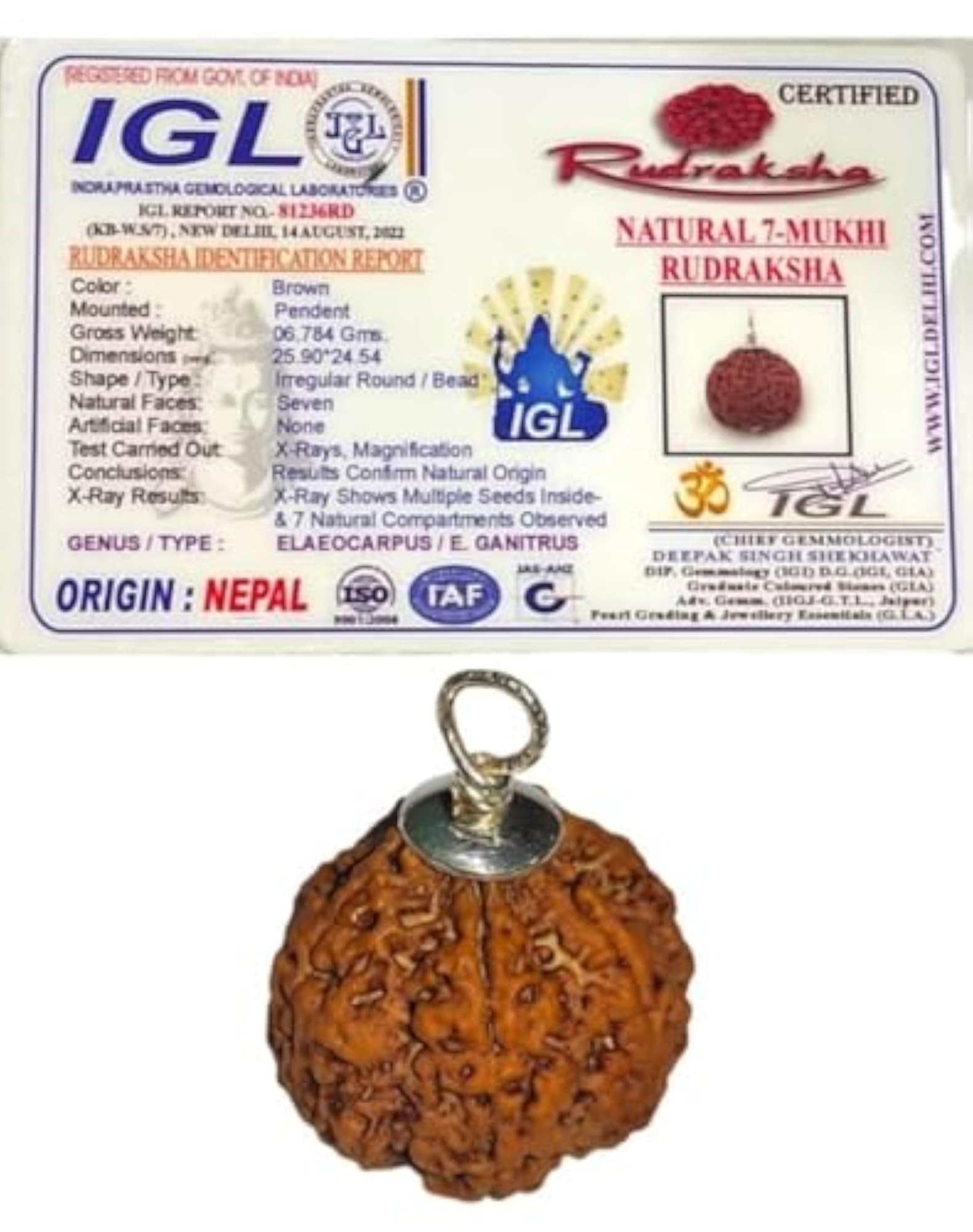 7 Mukhi Rudraksha Original Certified, Spiritual Gift