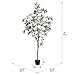 Vickerman 6' Artificial Potted Olive Tree - Olive Plant with 777 Olive Leaves and 57 Decorative Fake Olives - Tall Green Silk Potted Artificial Indoor Tree- Home Office Decor