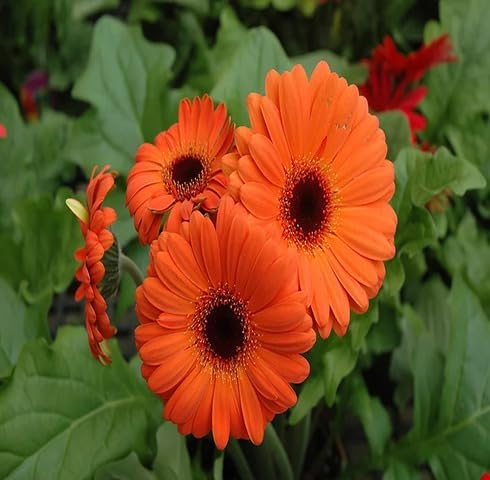 100pcs Orange Gerbera Flower Seeds