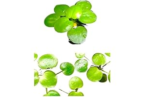 12+ Amazon Frogbit (Limnobium Laevigatum) Live Aquarium/Aquatic Floating Plant