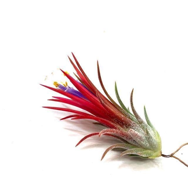 Amazon.co.jp: チランジア イオナンタ  