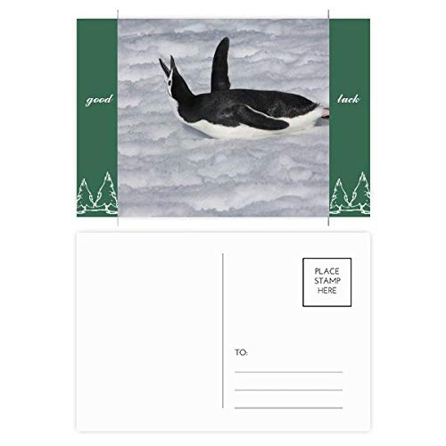 Cartes postales de collection Antarctique imprimées sur papier cartonné