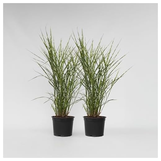 Miscanthus sinensis 'Zebrinus' Grass Set