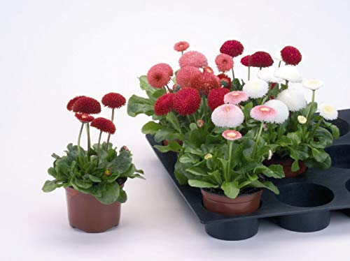 Raise Me Up: Seeds Marguerite Mix English Daisy Perennial Flowers #TOP4