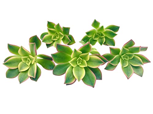 Live Succulent Cuttings (3, Aeonium 'Kiwi' Tricolor), Succulents Plants Live, Succulent Plant No Roots, House Plants Live Office Decoration, Diy Projects, Party Favor Gift By The Succulent Cult #TOP5