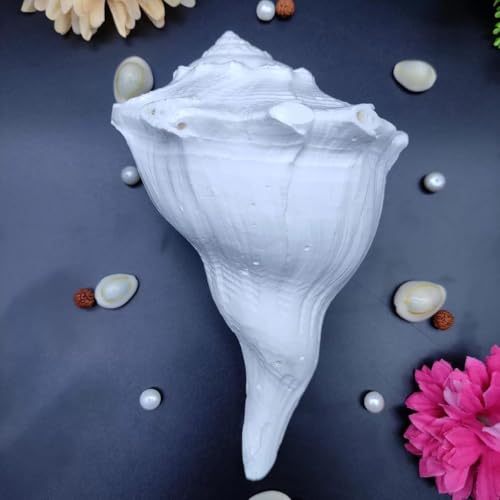 Ani Divine Dakshinavarthi Shankh (����4.5�C���`) | �v�[�W���p�{���̉E�����p�m���u���[�V�����N | Sangu (Vastu Dosh�pLAKSHMI SHANKH)