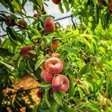 2 Galaxy Donut Peach Trees, Bare Root, 1-2 Feet Tall, Ready to Plant, 2 Pack