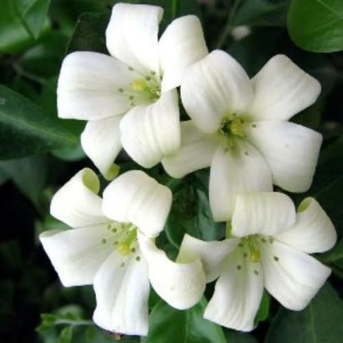 Image of Live Madhu Kamini Plant Murraya Paniculata | Fragrant Flower Plant for Home Garden Balcony | Indoor Outdoor Evergreen Plant with Pot | Orange Jasmine Live Plant a€ inch Pack of 1