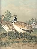 Zwergtrappe. Otis tetrax L. Männchen. Weibchen. Chromolithographie.