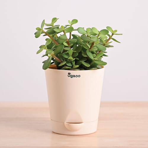 Ugaoo Good Luck Jade Plant with Self Watering Pot