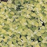 Helichrysum-Lemon-Licorice - 4 1/2' Pot (Annual)