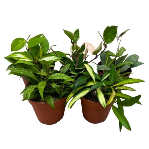 Premium Hoya Plant Assortment Set