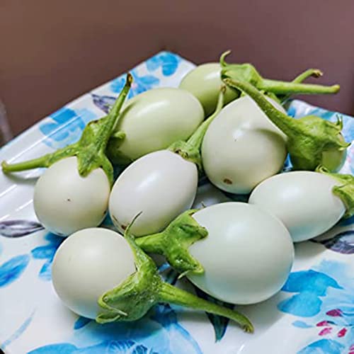 Qauzuy Garden 50 White Eggplant Seeds Prolific Garden Easter Egg (Solanum Melongena) Solanum Ornamental Edible Eggplant Indoor Or Outdoor - Low-Maintenance #TOP2