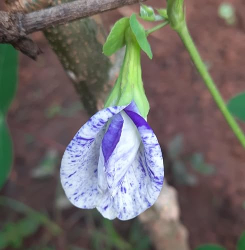 Image of Butterfly Pea Mixed Color Flower Seeds, 35 Count, Double and Single Petals, Medicinal Climbing Vine for Outdoor Garden, Shankhpushpi Hybrid Seeds with Blue, Red, Pink, Yellow Blooms. NLH 3