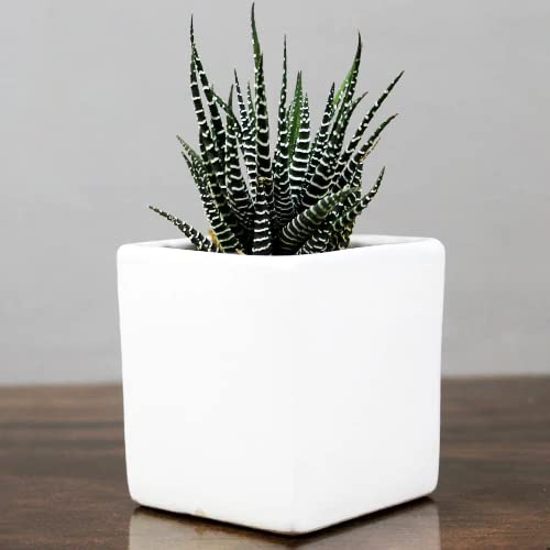 Gravendo Real Live Zebra Plants Haworthias Succulent - Low Maintenance Indoor air Purifier Live Plant for Home Decor and Gifting Purpose (B0C581G2GK) Amazon Price History, Amazon Price Tracker