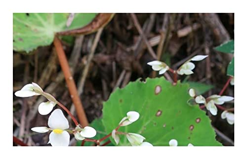 Pcs - 10x Begonia Urophylla Fleurs Jardin Plantes - Graines ID335 - Seeds & Plants Shop by Ipsa