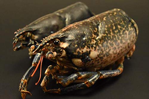 ノースイ オマール ヘッド 11.34Kg 業務用 冷凍 カナダ産 300〜450gのオマールの頭を使用