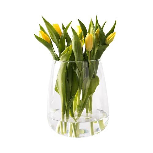 [ Große ] Glasvase, Vase für z.B. Trockenblumen & Tulpen, Tischva...