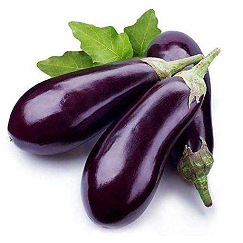 Bravet Vegetable Seeds - 200pcs Eggplant Seeds Organic Vegetable Rich In Vitamin Mixed Eggplant Seeds for Home Garden