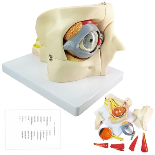 EVOTECH Human Eye Orbital Anatomical Model, 13 Parts 3X Enlarged Eyeball Orbital Model Showing Optic Nerve Cornea Iris Lens Vitreous Body with Stand for Medical Educational Study Teaching Tool