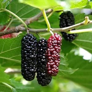 Image of Black Mulberry /Shahtoot Plant Bearing Fresh&Healthy |Must-Have Sweet Layering /Grafted For Gardeners |Live Hybrid Plant | All Season Rare Tropical Tasty Fruit Tree (MULBERRY PLANT)
