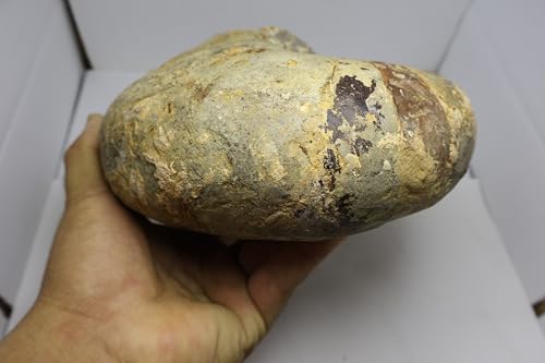 Image of Rare Ammonite Nautilus Ammonite Fossil Fossil from Morocco Fossils Ammonites Fossil Rock A295