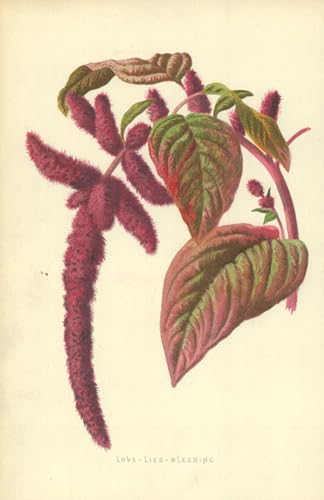 Impression d'art sur toile Love Lies Bleeding Frederick Edward Hulme finition premium