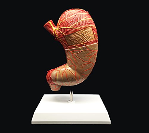 Modèle humain élargi AMITD 2 pièces pour assimiler l'anatomie