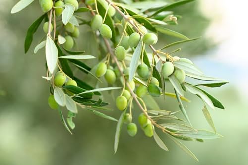 15 European Olive Tree Olea Europaea Edible Common Green Black Fruit Seeds