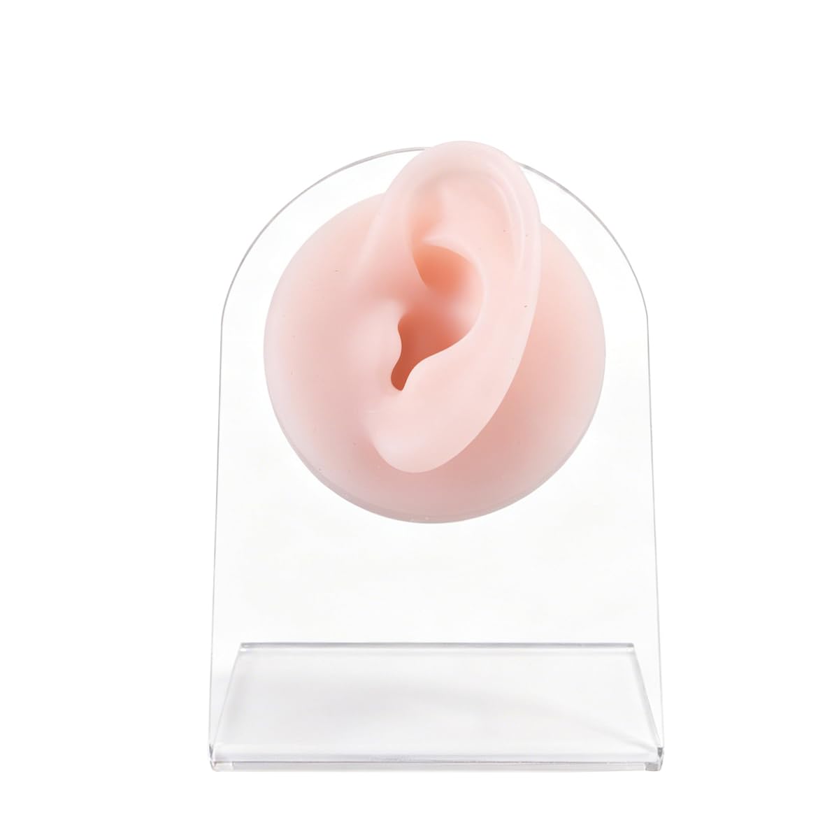 Muiltvoe Left Ear Model with Display Stand, Ear Model, for Jewelry Display Earphone Showcase Piercing Practice