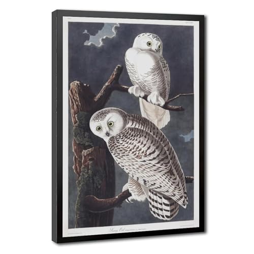 Impression chouette enneigée Audubon sur toile premium avec cadre pour salon élégant