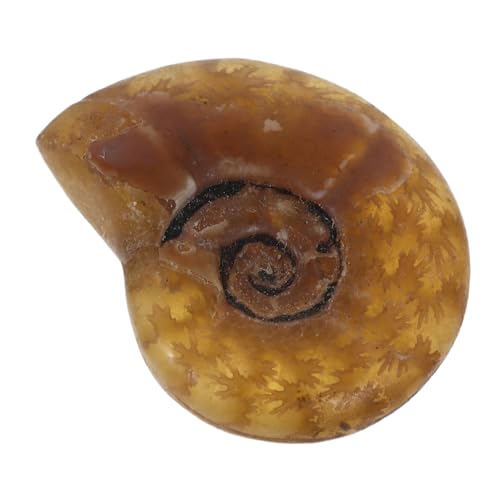 Homoyoyo Colgante fósil de tornillo encantos de joyería de amonita espécimen de concha de conchas marinas colgante de amonita para collar colgante de joyas de amonita Espiral fósil