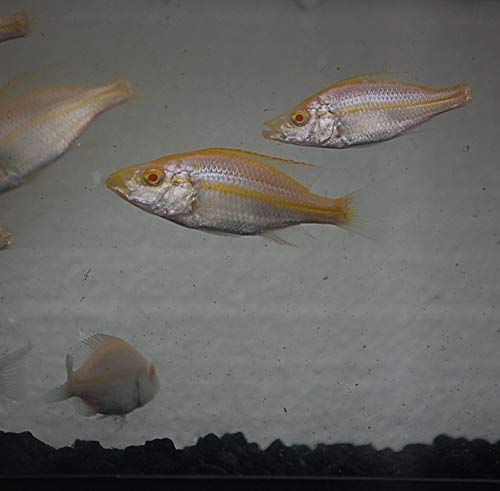 Quinn's Fins- Albino Dimidiochromis compressiceps- Albino Malawi Eye Biter (Large)
